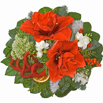 Blumenstrauß 1 rote Amaryllis, weiße Freesien, Trachelium, Ilexzweige, Orangenscheiben, Tannenzweige, Filzschleife, verschiedenes Beiwerk,